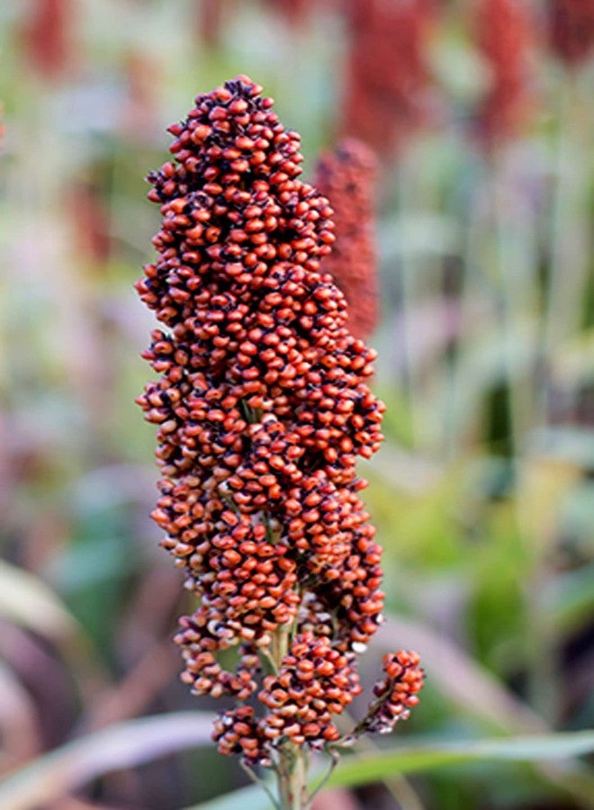 One Top Bird Natural Growth Foods Red Millet for Dove,Parrot,Cockatoo,Macaw All Birds Nuts (1000 Gram) All Birds | Daily Birds Food - Image 3